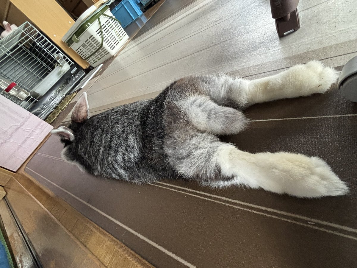 tibiko727's tweet photo. Wow…セクシーおケツ🍑
 #うさぎ  #うさぎのいる暮らし https://t.co/vmogLxJDIz