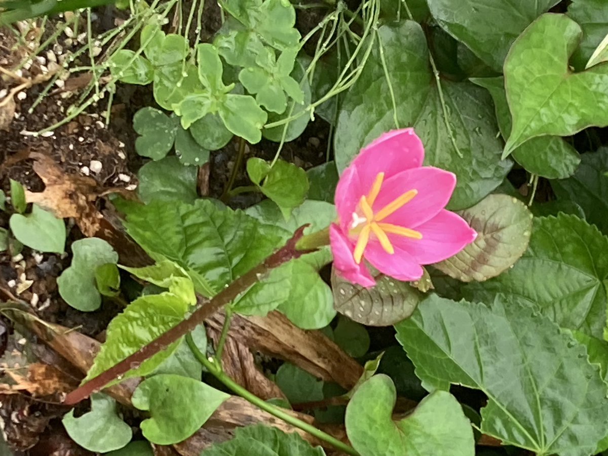 mitimam's tweet photo. お早うございます🙇‍♀️
晴れたり曇ったり俄雨が降ったりと不安定なお天気です☁️☂️
今日もよろしくお願いします🙇‍♀️良い一日をお過ごし下さい😊
#イマソラ　#ニワノハナ https://t.co/cuN5C4Kyw8