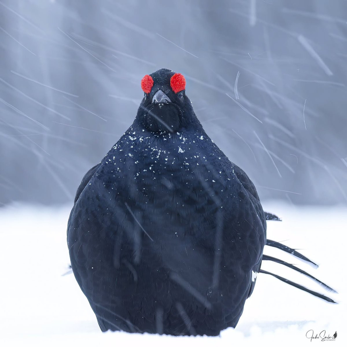 birdscolour56's tweet photo. Black Grouses 🖤 https://t.co/AOvmLYXLAK