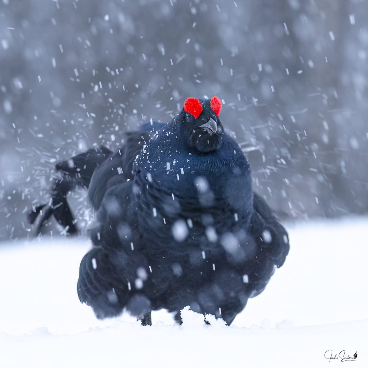 birdscolour56's tweet photo. Black Grouses 🖤 https://t.co/AOvmLYXLAK