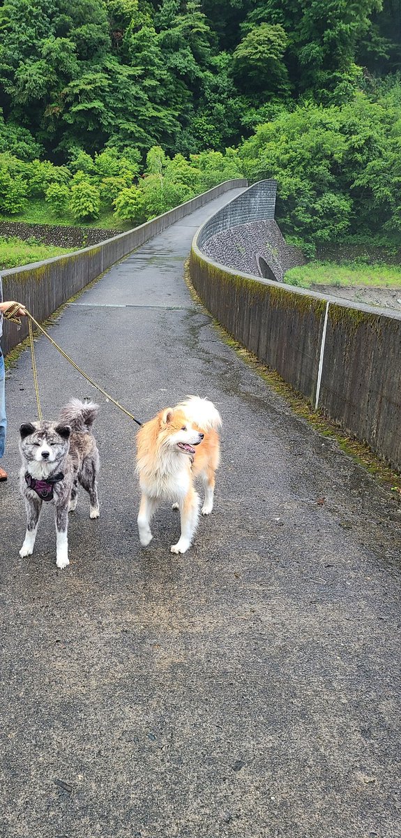 nanadaisuke22's tweet photo. 朝んぽは砂防ダムの道。 https://t.co/o9cvaYSAAY