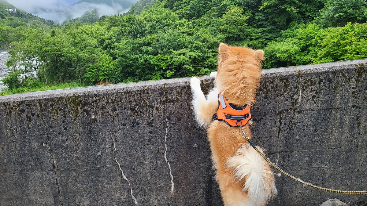 nanadaisuke22's tweet photo. 朝んぽは砂防ダムの道。 https://t.co/o9cvaYSAAY