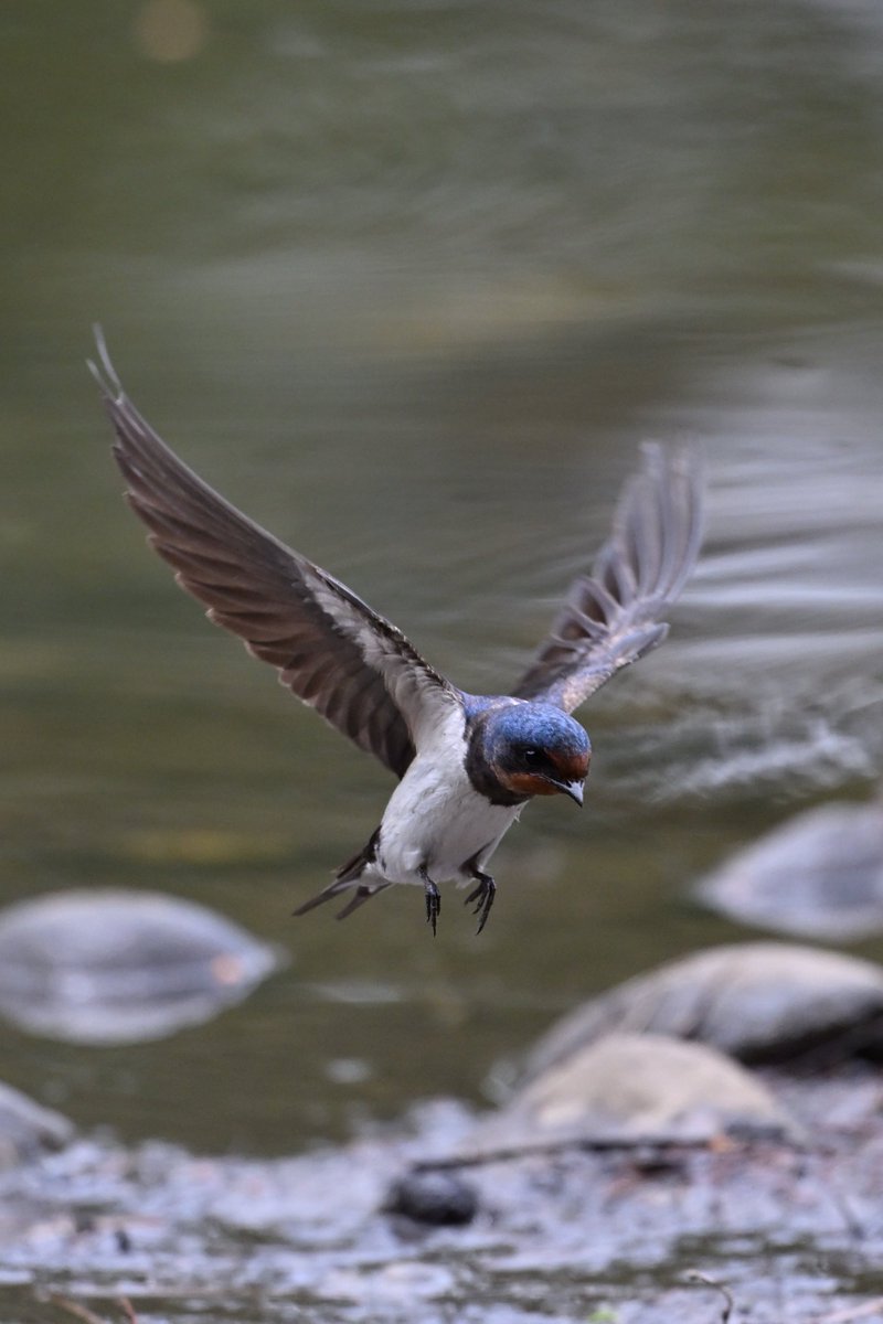 4Ai221's tweet photo. 泥運んでた
📷Nikon Z6III + Z 600mm f/6.3 VR S https://t.co/3MYL0XbFUw