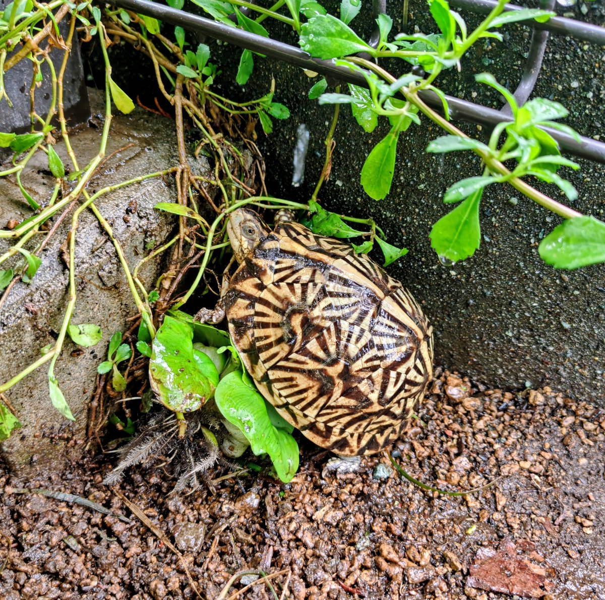 ALinkoFLorida's tweet photo. 甲羅高子ちゃん。2024.2025CBたちです。
#フロリダハコガメ
#Terrapenecarolinabauri
#FloridaBoxTurtle https://t.co/2PGOD4PNsy