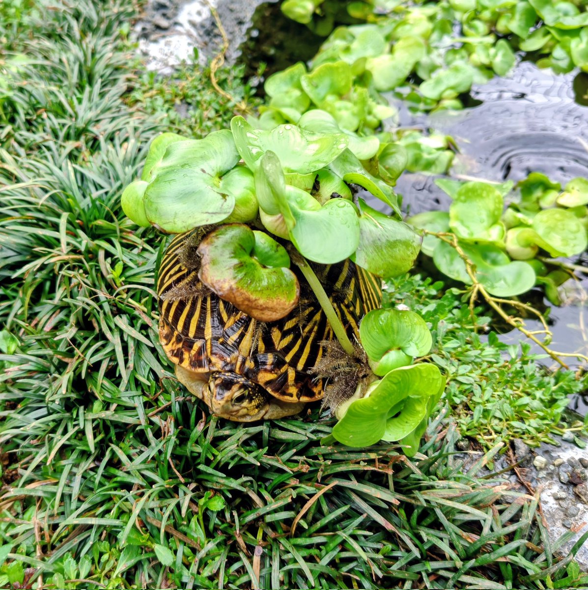 ALinkoFLorida's tweet photo. 甲羅高子ちゃん。2024.2025CBたちです。
#フロリダハコガメ
#Terrapenecarolinabauri
#FloridaBoxTurtle https://t.co/2PGOD4PNsy