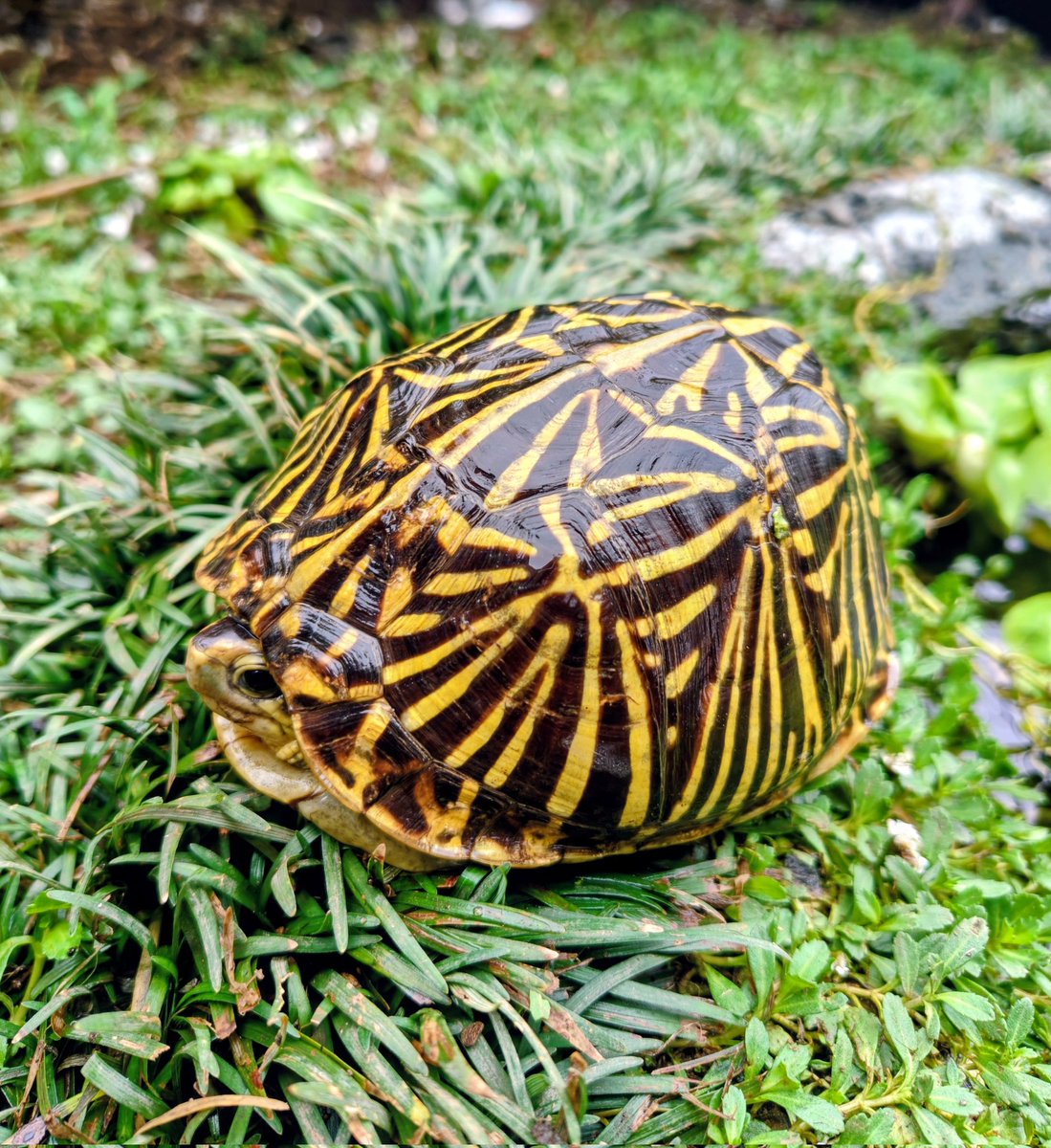 ALinkoFLorida's tweet photo. 甲羅高子ちゃん。2024.2025CBたちです。
#フロリダハコガメ
#Terrapenecarolinabauri
#FloridaBoxTurtle https://t.co/2PGOD4PNsy