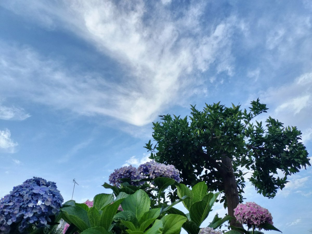 junmihappy's tweet photo. 前日、準備の買い物帰り道イメトレしながら空を見上げた
紫陽花と青空と雲が「大丈夫！頑張って」と応援してくれた
息子くん、彼女ちゃんがいっぱい協力してくれて「オトン幸せタイム🐈️♪」叶った
オトンを送った後、息子くんた
達がご飯連れてってくれて私も幸せ
ありがとね
帰宅して号泣 朝も号泣 https://t.co/lKB9IrRvLO