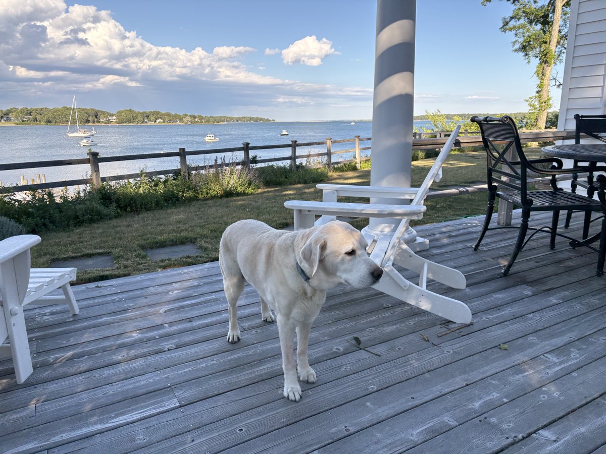 BeranKnox's tweet photo. “Whoever has never kept a dog does not know what it is to love and be loved.” Mariano José de Larra https://t.co/vjLriYiJXX