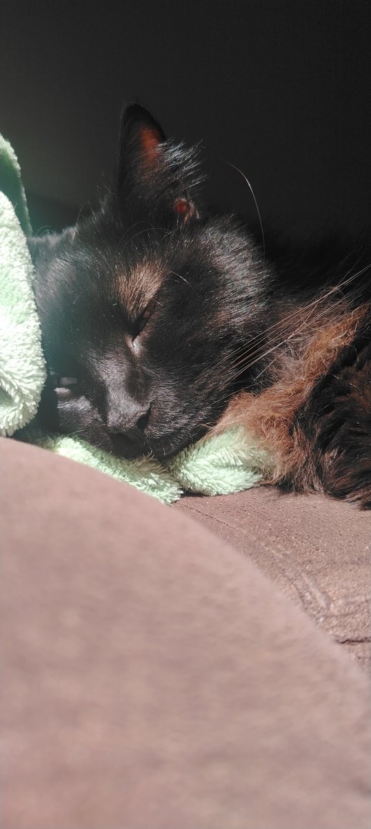 Tyver__'s tweet photo. @gatinarios Meu gato preto tbm é ruivo escuro https://t.co/R5fiN49uaa
