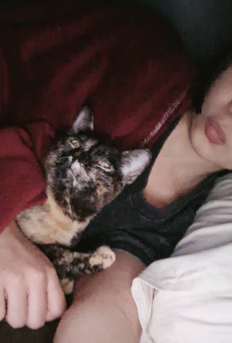 lammbs's tweet photo. will my kitten ever learn the meaning of personal space, this girl is always all up in my business https://t.co/DL38DYGd22