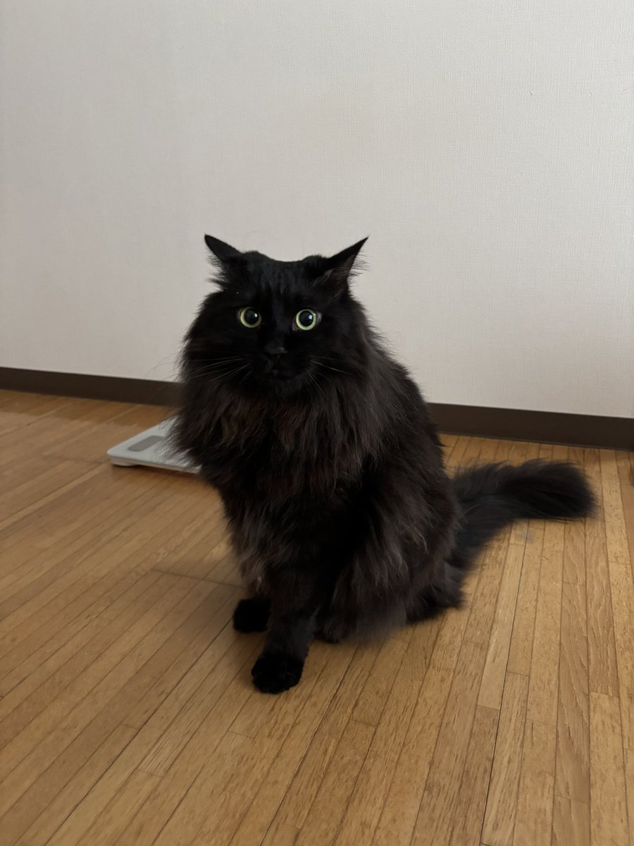 jackdaniels0802's tweet photo. 朝からお客さん来て怖くてイカ耳

赤ちゃんの時は業者さんに話しかけて、かわいいかわいいされてたのにねえ😂 https://t.co/nJAYXjiaXh