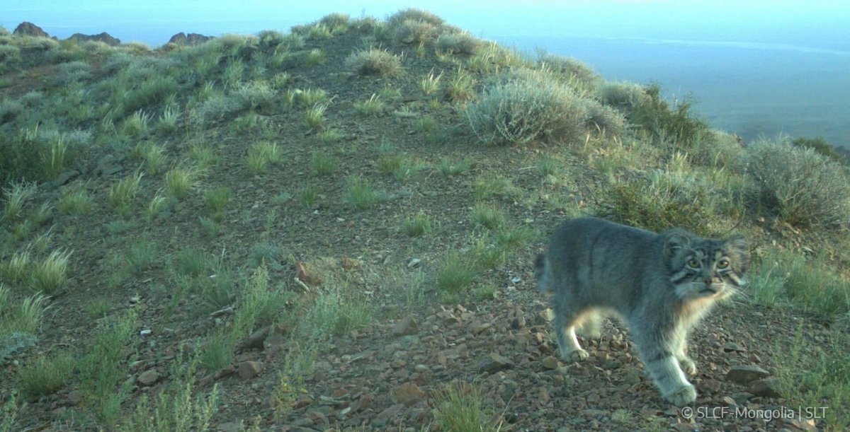 VagrantTravels's tweet photo. Pallas cat in Mongolia https://t.co/liIKarPTlR