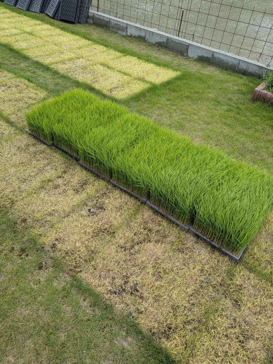 mituringen's tweet photo. 今年も無事田植え終了 https://t.co/BxavrQ4OcN