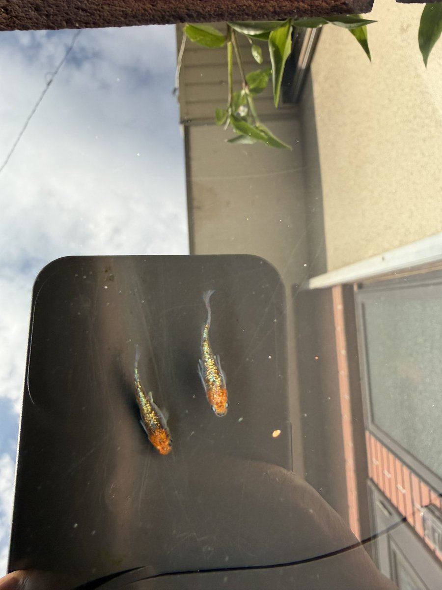 kapi45451919's tweet photo. 最近ピラニアやコリドラスばかり上げてるけどメダカのお世話も欠かしません𓆜𓆝𓆟大輝、竜章鳳姿、エメキン𓆜𓆝𓆟 https://t.co/sJAaH69PN9