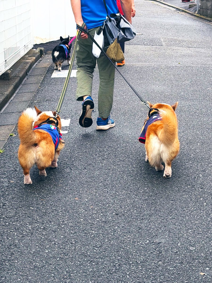 yuki_flute's tweet photo. 朝から3匹コーギー散歩してるご夫婦に遭遇して幸せ。
サッカーのユニフォームかなと⚽️✨🐕 https://t.co/CNxMs0ylbn