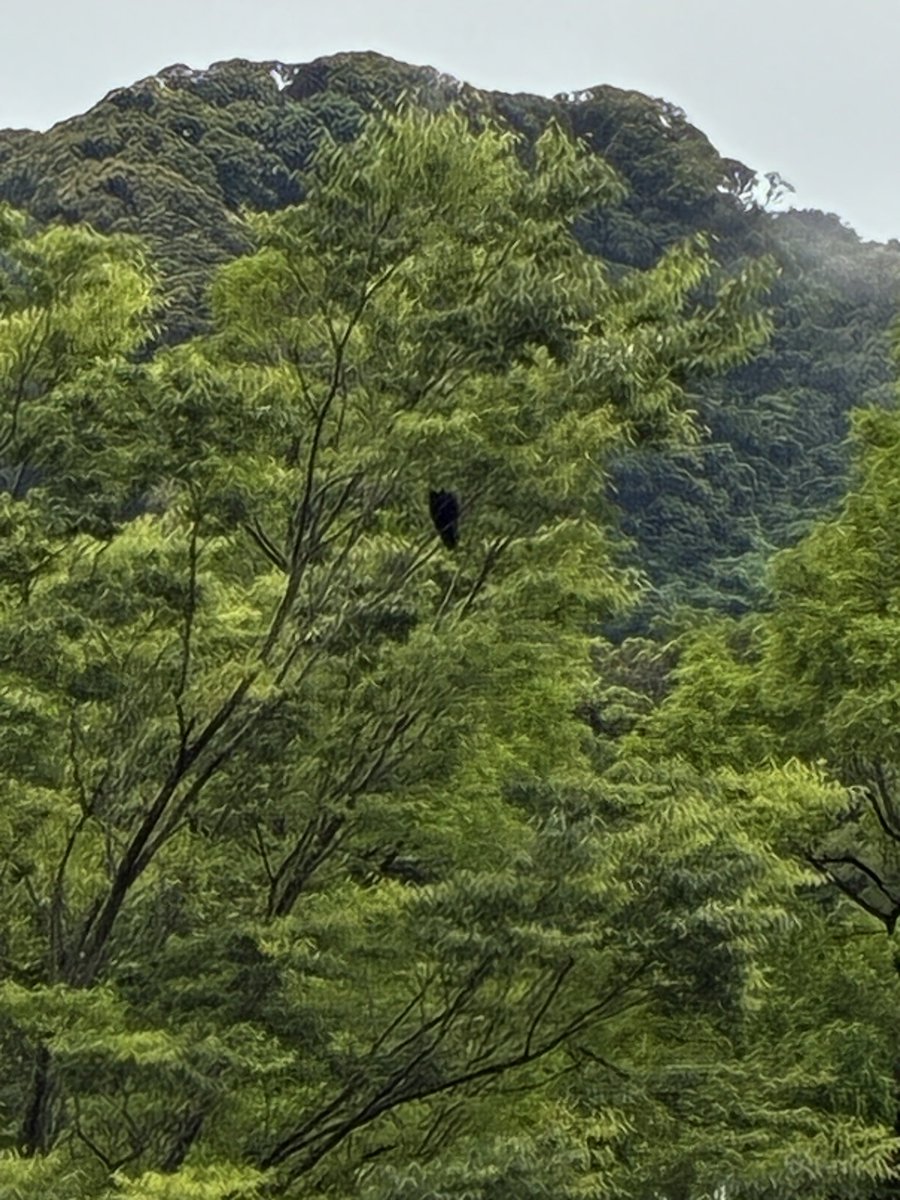 TheYamada334's tweet photo. 自然界のことやけどツバメの巣がカラスにロックオンされててくっそ悲しい… https://t.co/akt40ABIJZ