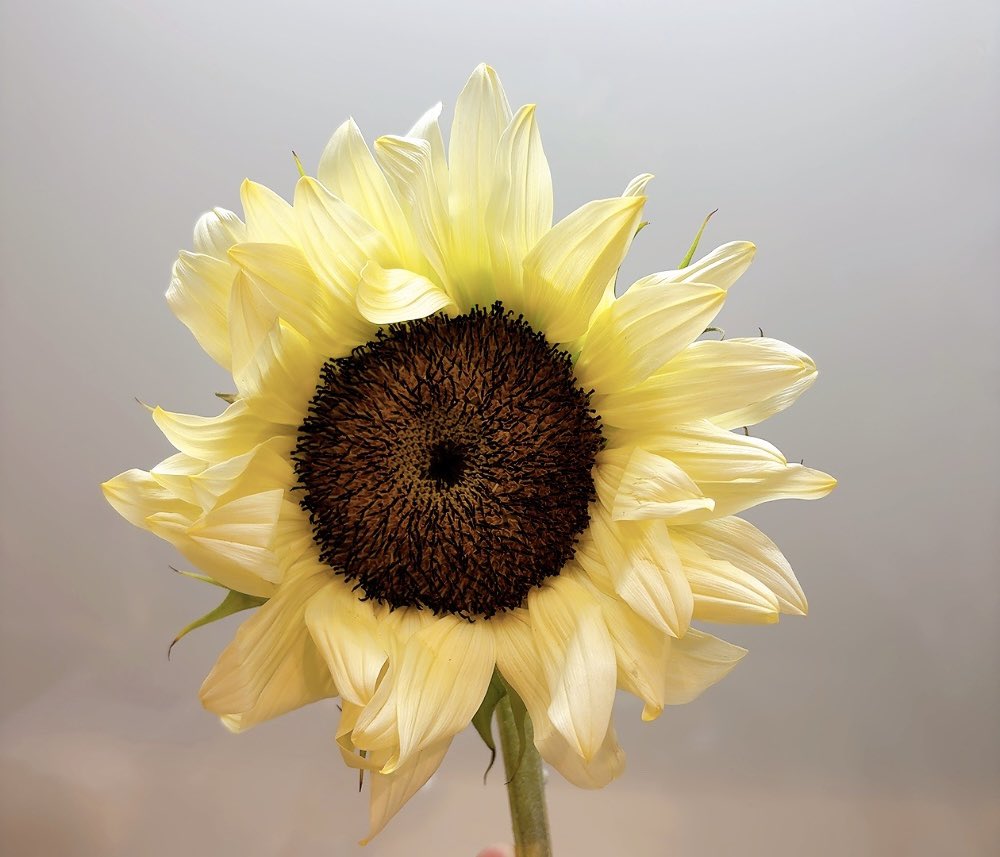 to_moare's tweet photo. 🌻 https://t.co/zlPbaCshZr
