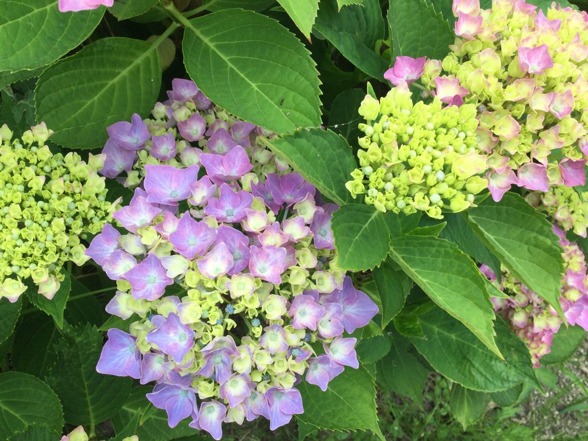 hanouekaeru's tweet photo. 日曜日はじめましょ https://t.co/gbtXNezIKh