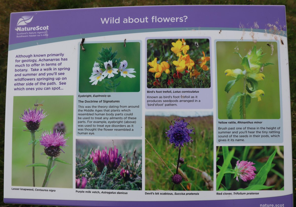 ChildrenOfFire's tweet photo. #flowers of #Scotland in the #FarNorth https://t.co/nIhP7lLfai