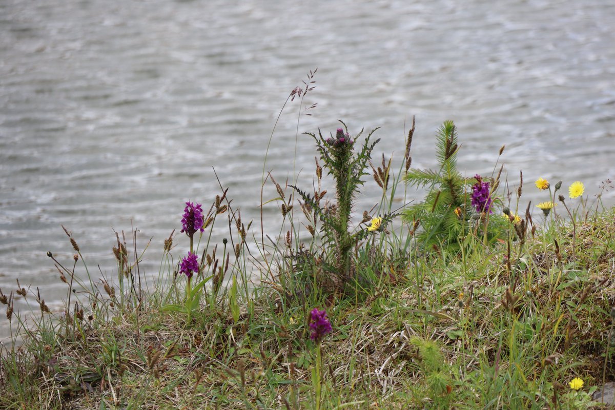 ChildrenOfFire's tweet photo. #flowers of #Scotland in the #FarNorth https://t.co/nIhP7lLfai
