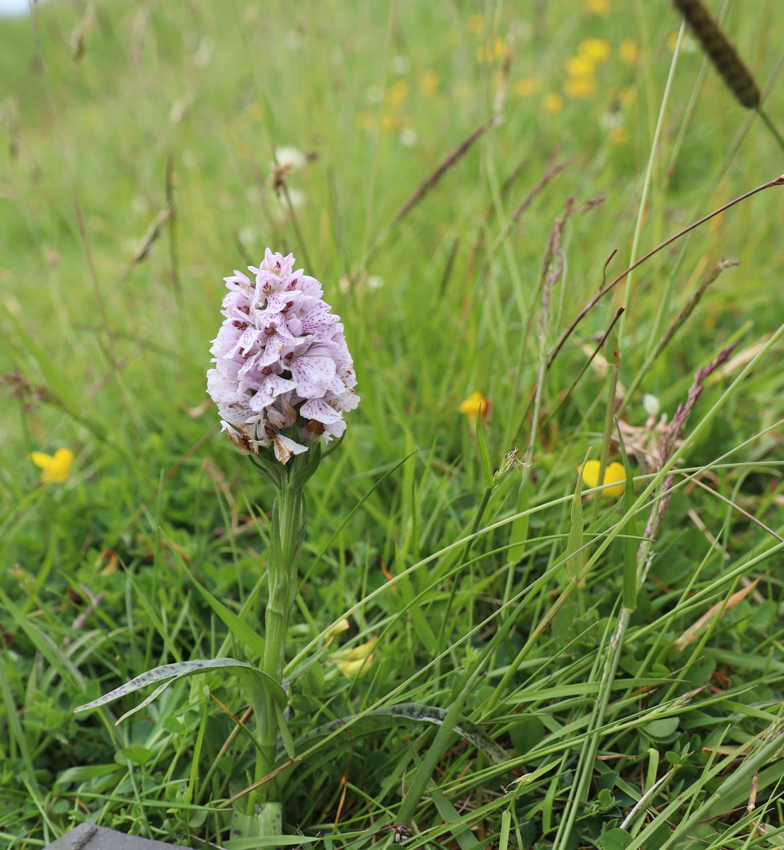 ChildrenOfFire's tweet photo. #flowers of #Scotland in the #FarNorth https://t.co/nIhP7lLfai