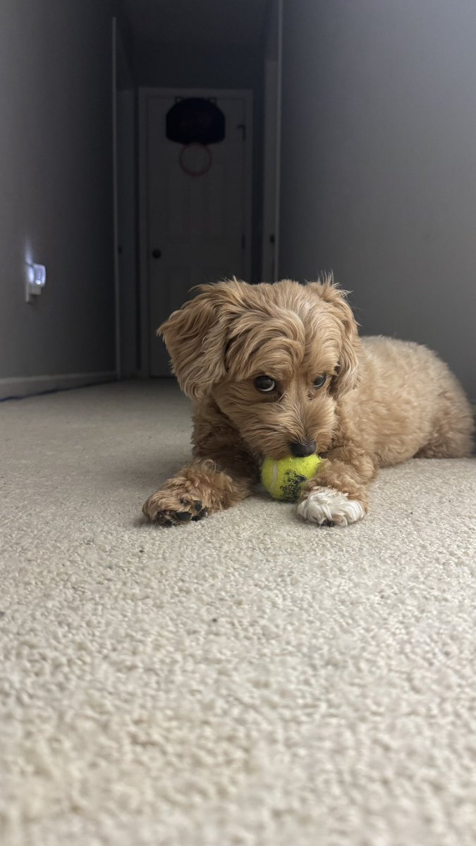 dw20dw's tweet photo. Last post popped off so here’s more Leona dog https://t.co/hn6xqSSEMJ