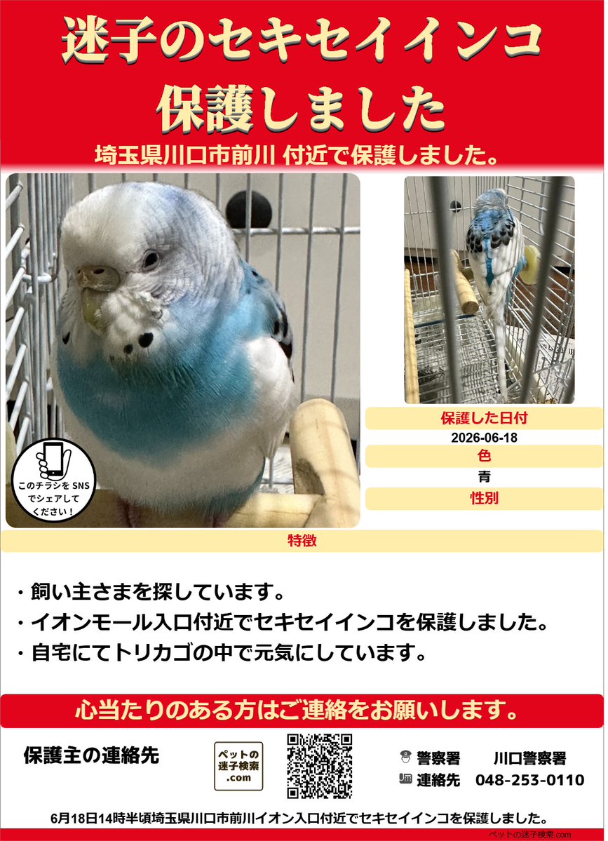 maigokensaku's tweet photo. 以下内容をSNSで拡散させていただきました。

https://t.co/oI2aofsnLb

勝手ではございますがチラシを作成させていただきました。
よろしければご利用ください。
飼い主さまに再会できることをお祈りいたします。

#迷子 #鳥 #迷い鳥 #迷いインコ #保護 #目撃 #埼玉県 #セキセイインコ https://t.co/Tv3RtQjQot