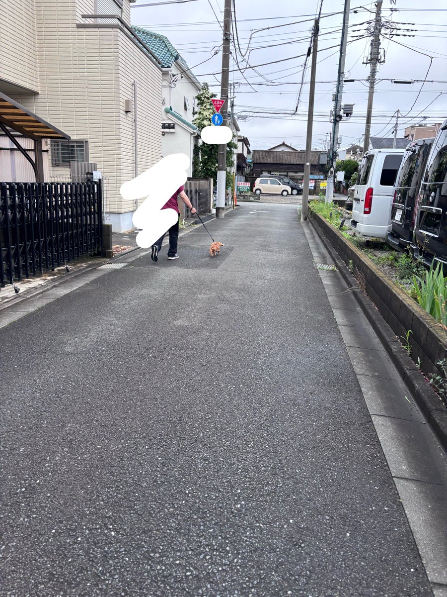chip_dogchip's tweet photo. 爆走いぬ！ https://t.co/DbEFMuns3X
