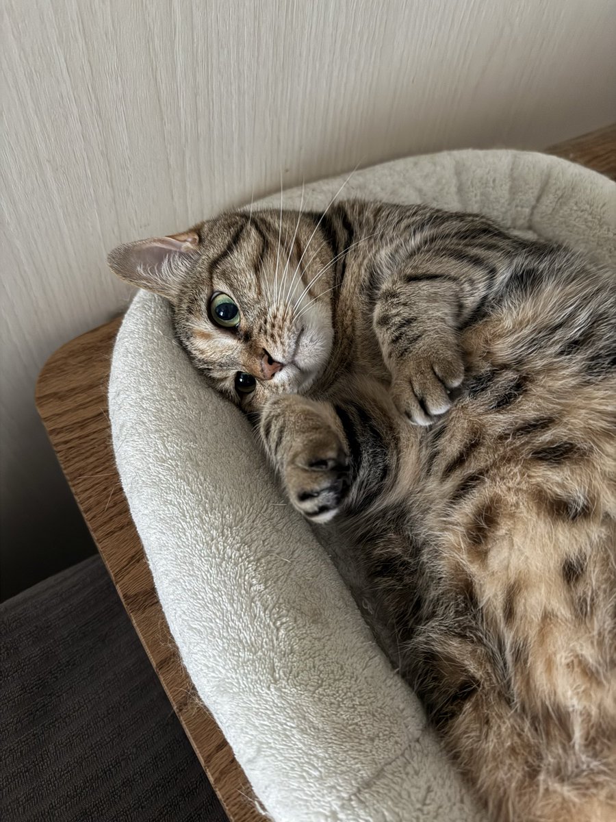 eishin_asanagi's tweet photo. きなこの日常♡

いってら…

#きなこ #猫  #ネコ https://t.co/tTE4mVOK38