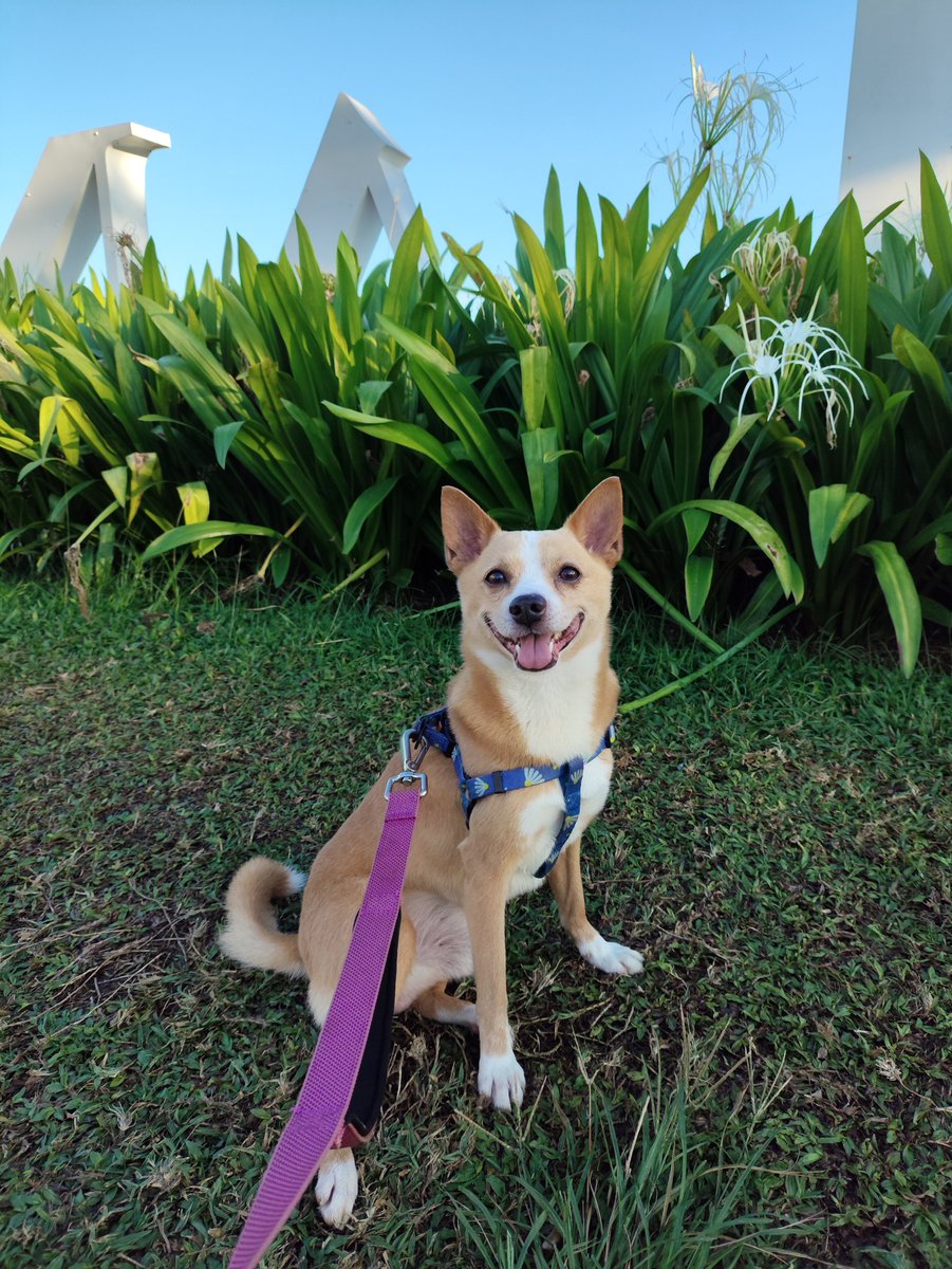 eddgaaa's tweet photo. Tadi pagi ke cpi bareng anjing https://t.co/TFnE40NfqJ