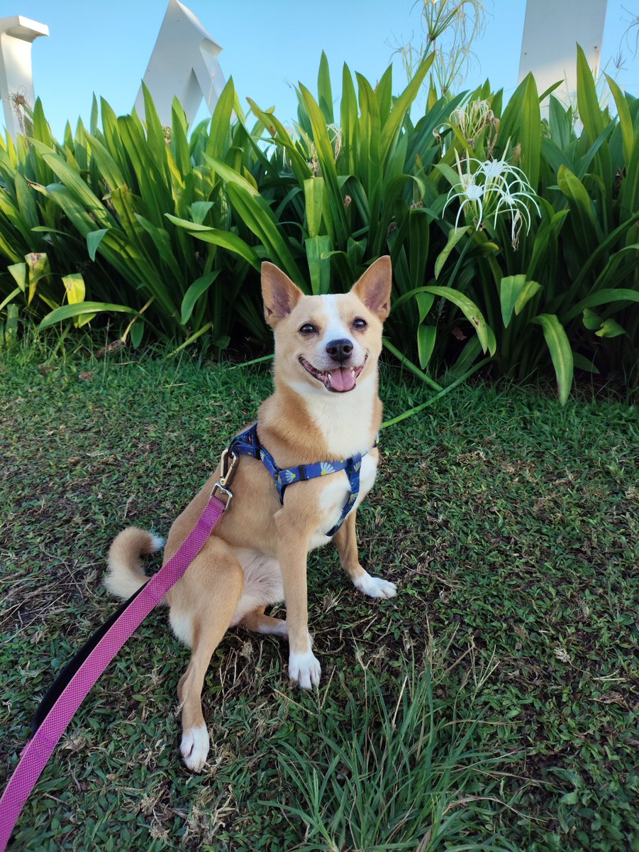 eddgaaa's tweet photo. Tadi pagi ke cpi bareng anjing https://t.co/TFnE40NfqJ