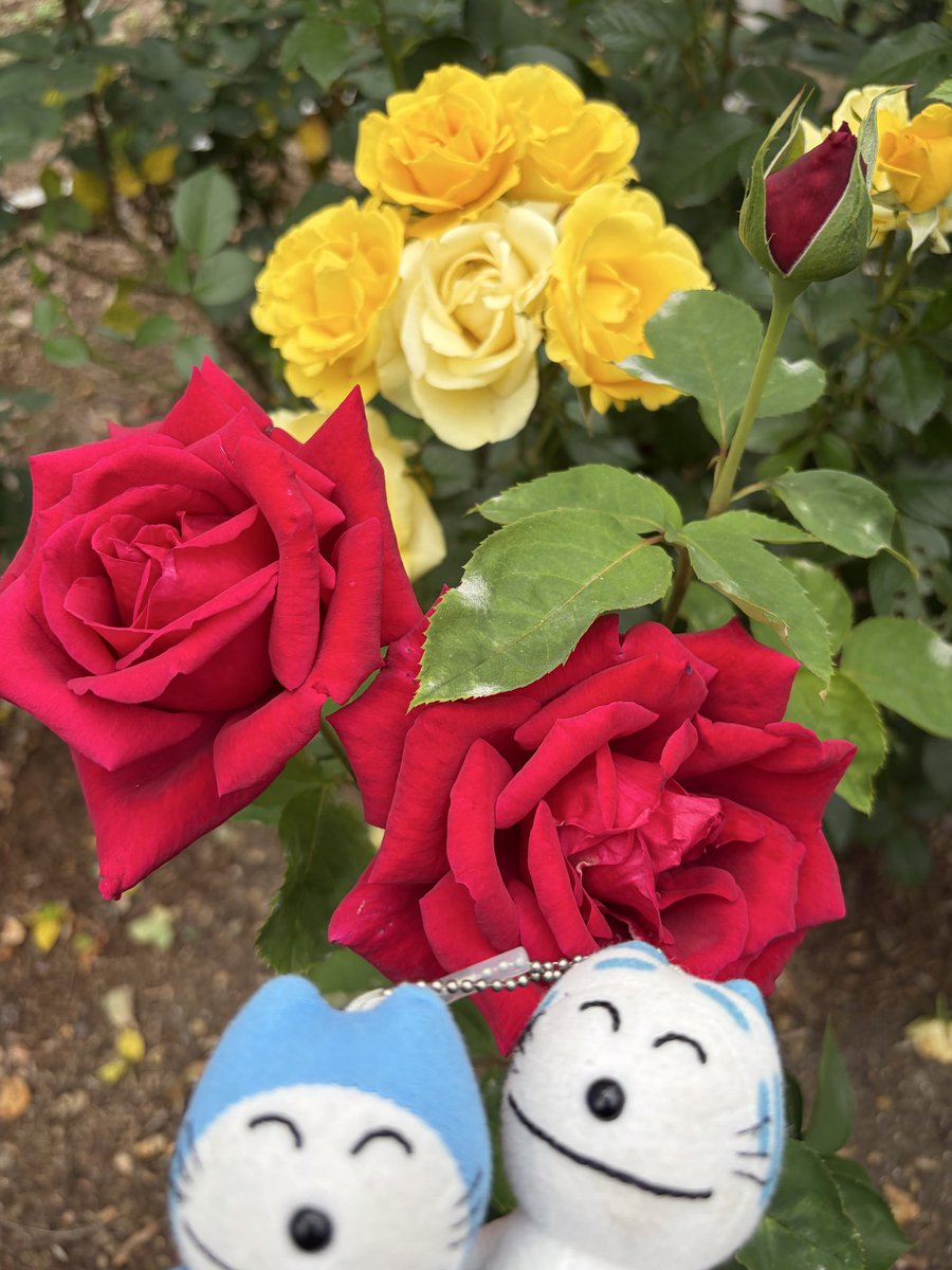 F4phantom_'s tweet photo. #花巻温泉バラ園 
誕生日前後に見頃になるから､いつも歳の数だけ購入🌹🎂
王道の赤いバラも好きだけど､黄色いバラが何より好きです

久々の再会に販売のおばちゃんと話が弾む🤭
雨降らなくて良かったなぁ
#バラ #11ぴきのねこ https://t.co/HXhjmjWXsj