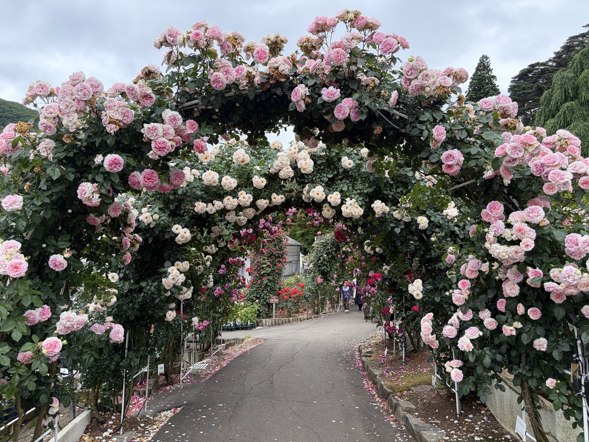 F4phantom_'s tweet photo. #花巻温泉バラ園 
誕生日前後に見頃になるから､いつも歳の数だけ購入🌹🎂
王道の赤いバラも好きだけど､黄色いバラが何より好きです

久々の再会に販売のおばちゃんと話が弾む🤭
雨降らなくて良かったなぁ
#バラ #11ぴきのねこ https://t.co/HXhjmjWXsj