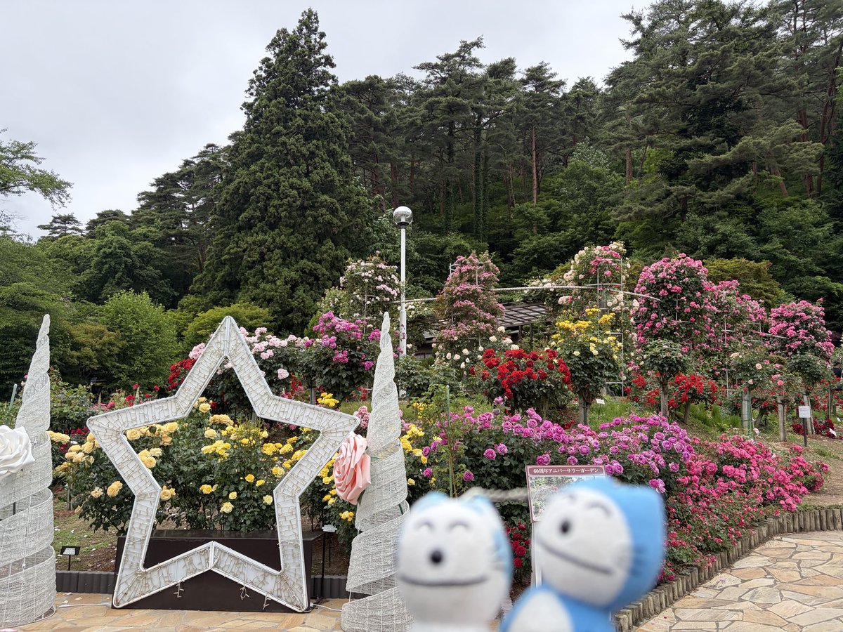 F4phantom_'s tweet photo. #花巻温泉バラ園 
誕生日前後に見頃になるから､いつも歳の数だけ購入🌹🎂
王道の赤いバラも好きだけど､黄色いバラが何より好きです

久々の再会に販売のおばちゃんと話が弾む🤭
雨降らなくて良かったなぁ
#バラ #11ぴきのねこ https://t.co/HXhjmjWXsj