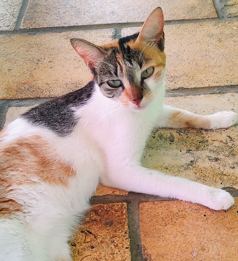 JohnnyGagadas's tweet photo. Mein Arzt hat sich gewaltig verrechnet .. 
..
eine Lebenserwartung von sechs Monaten wurde mir vor zwei Jahren prophezeit, die Chance zu überleben seien gering  .. und ich bin eine Katze mit Concierge ..
..
Hat ihm das niemand gesagt ?? https://t.co/wnHSZHPHFQ