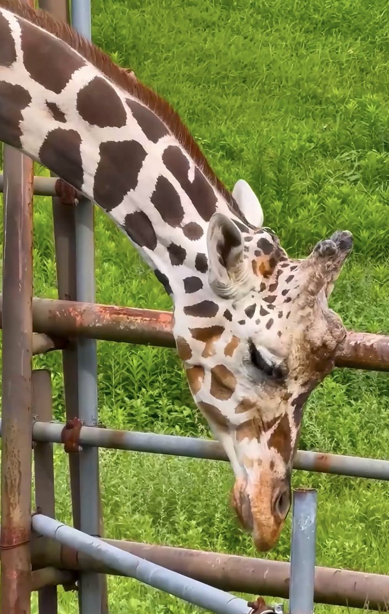 Edogawa_animals's tweet photo. 6月21日は
#世界キリンの日 🦒 https://t.co/VJ1UYxmDLj