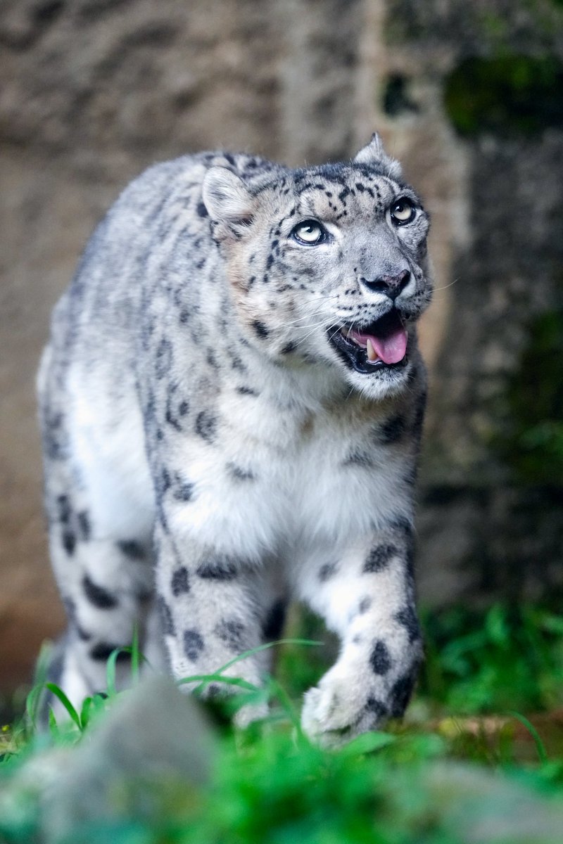 AKINORRIRSHIXIA's tweet photo. …
日付:2026年6月13日 土曜日
天気:☁️/☀️
場所:アジア園
向かいくるユキヒョウ🐾✨
英名:#Snow_leopard
和名:#ユキヒョウ
学名:#Panthera_uncia https://t.co/ea1p527cbb