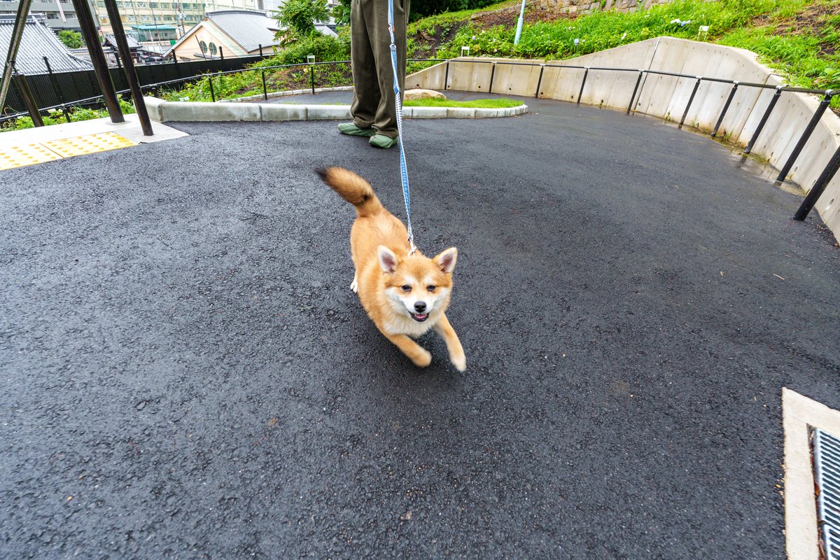 jyosshan's tweet photo. 散歩中、めずらしく犬になつかれる。なかなか人を見る目のある子や。 https://t.co/PIZ723wdyY