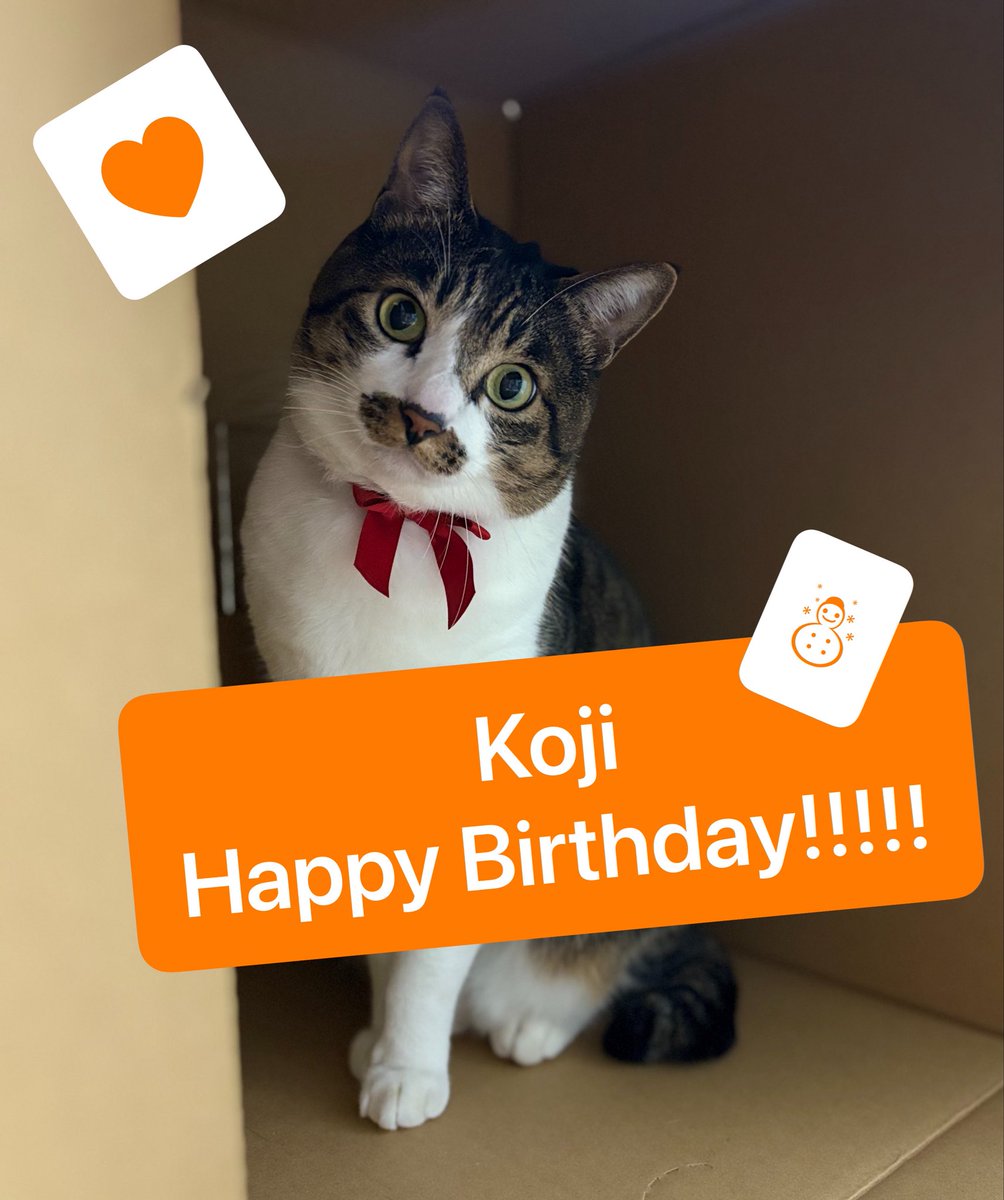 chipaaan818's tweet photo. #向井康二誕生祭2026

誕生日おめでとう🎉🧡
去年よりももっと素敵な1年になりますように🍀
愛してます🫶🏻

写真はうちの子🐈🧡
(最近撮ったオレンジのものがなかった…) https://t.co/jcISDxBnLO
