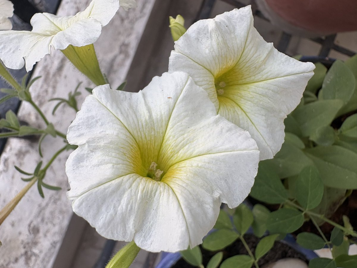 Lavendermist15's tweet photo. The petunias are blooming well into June and they are my #sundayyellow today 💛🌿🌟🍃 https://t.co/k33AhN8Mdr