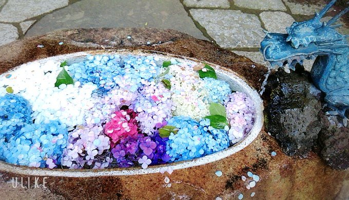 usio713's tweet photo. 雨が降らなければ生き物は生きていけない☔
雨女や雨男というけれど、彼らは雨を司る竜神様の加護を受けていて、行く先々で恵みの雨を降らせているのよ、と何かの本で読んだ。
そういうプラスの捉え方はなんか素敵だな、と思った✨
#TLを花でいっぱいにしよう
#写真で伝えたい私の世界 https://t.co/vk3pBcDFaB