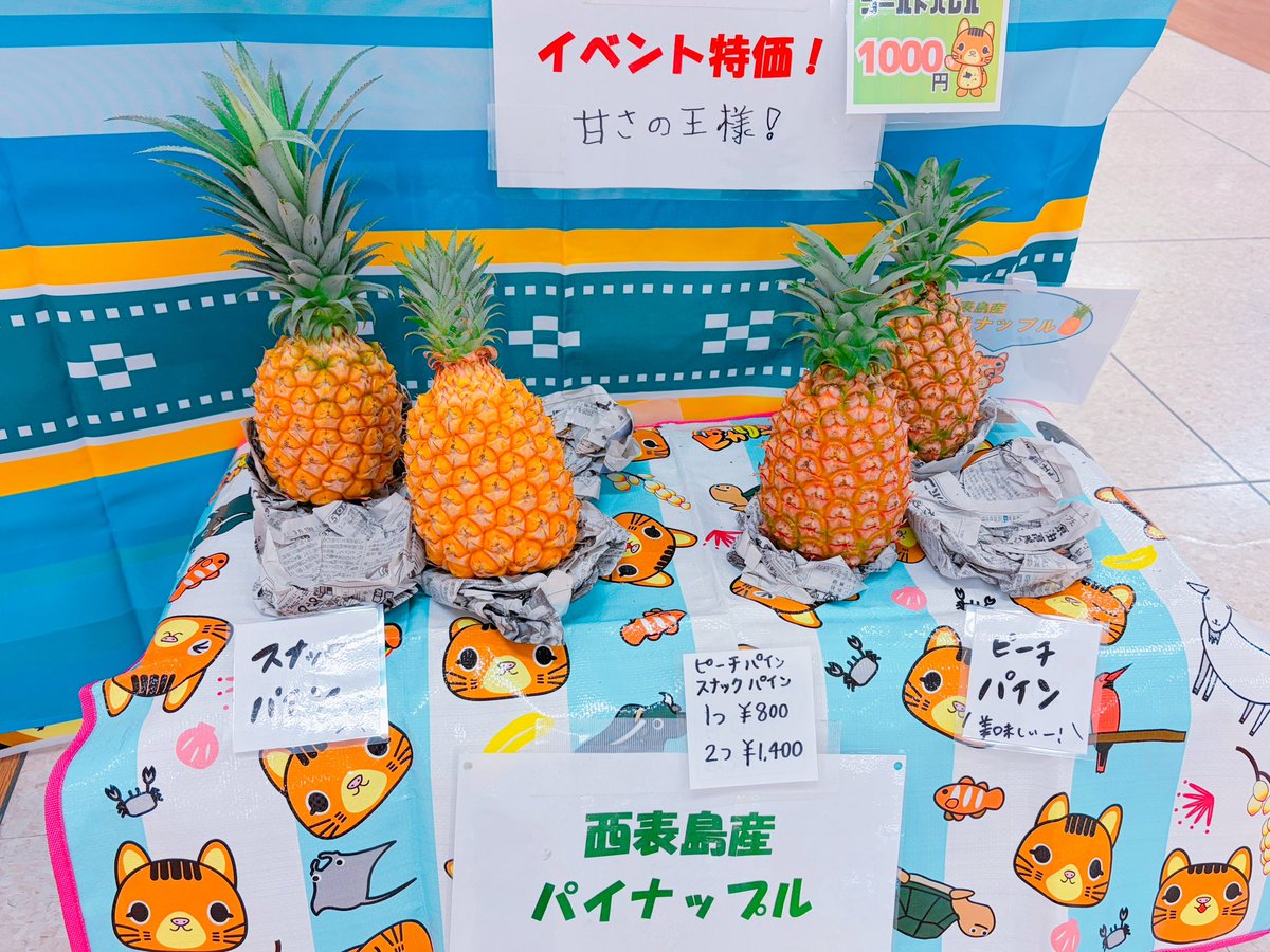 choroism's tweet photo. ピカリャ〜チームの準備が落ち着いたら再び禁じ手で入手を心に決めて機会を伺っている西表島ピーチパイン。
ていうかスナックパインとゴールドパインもあるし！
北海道で買える幸せ｡ﾟ+.(･∀･)ﾟ+.ﾟ
まだ結構あるみたいなので、ぜひみんな買ってください！
#北海道ご当地キャラフェスタ https://t.co/EUsjnD36Ug