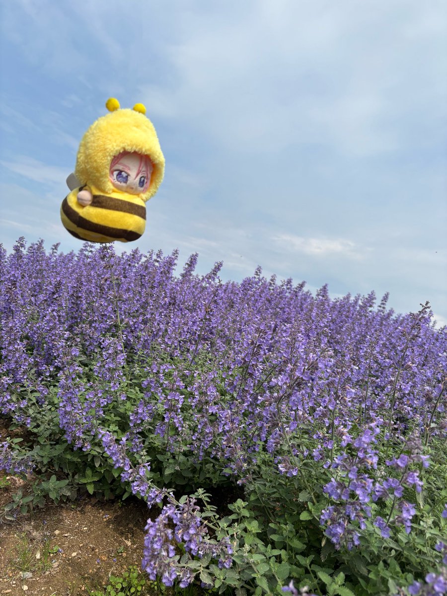 mao_jasper1046's tweet photo. ぶ〜ん🐝

#いつぬいが見れるタグ
#いつぬいが見られるタグ https://t.co/p6VN2Vwsv6