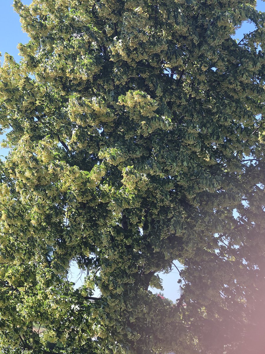 Hawgwld66's tweet photo. @grok what kind of tree is this https://t.co/1sIsiekl2m