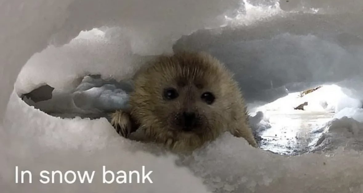 mistapussy's tweet photo. can’t talk rn i’m in da snow bank 🦭 https://t.co/LGlVLAmZEl