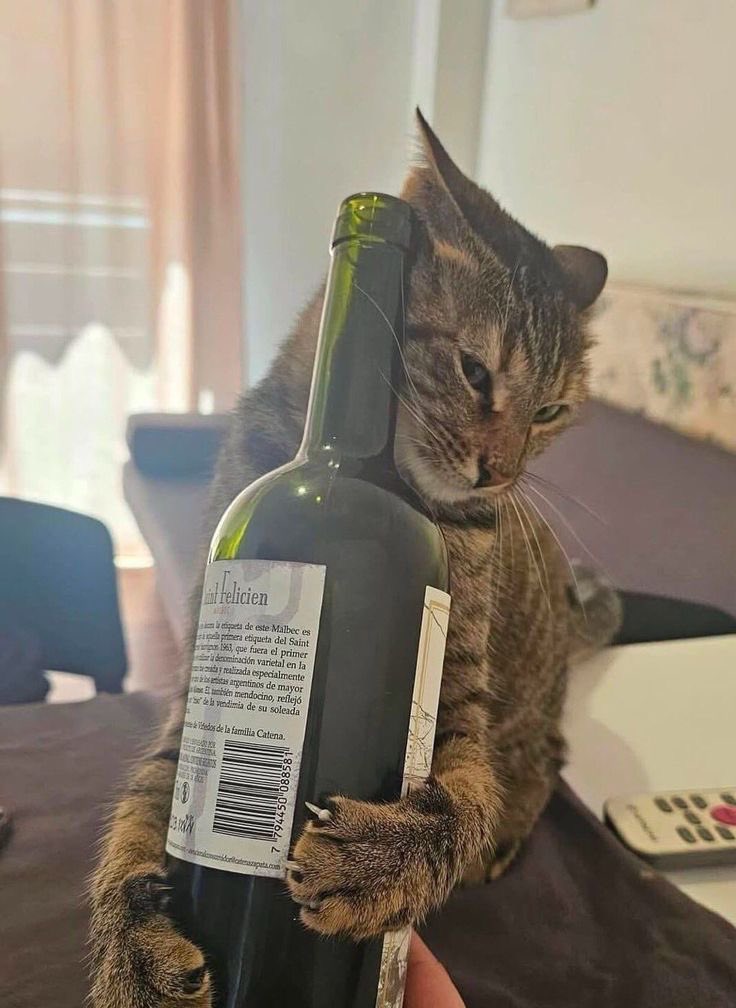 SlenderSherbet's tweet photo. When I die and get reborn as a cat, you won't know it's me but there will be signs. https://t.co/8btmhoubIG