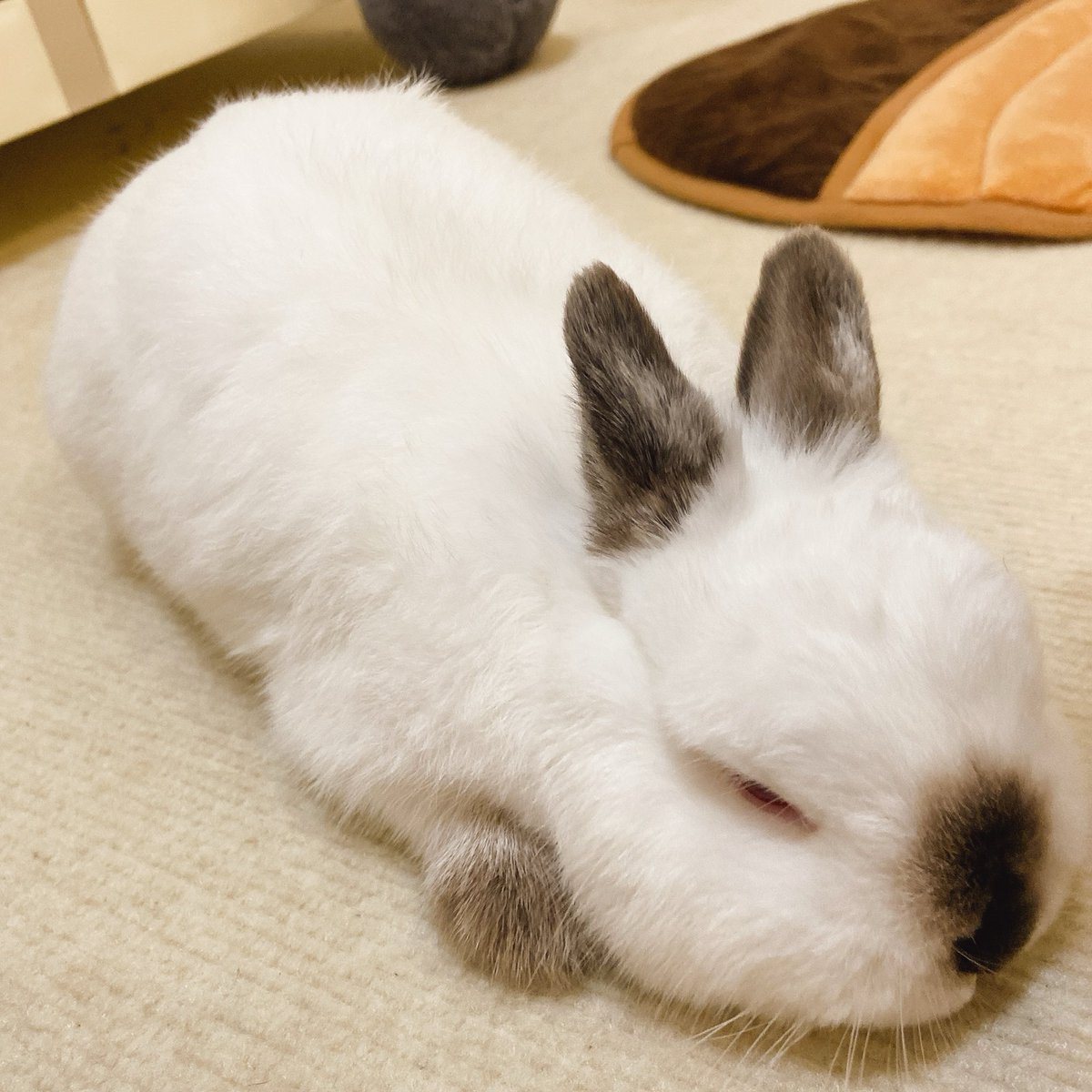 しんげんの記録🐰 tweet media