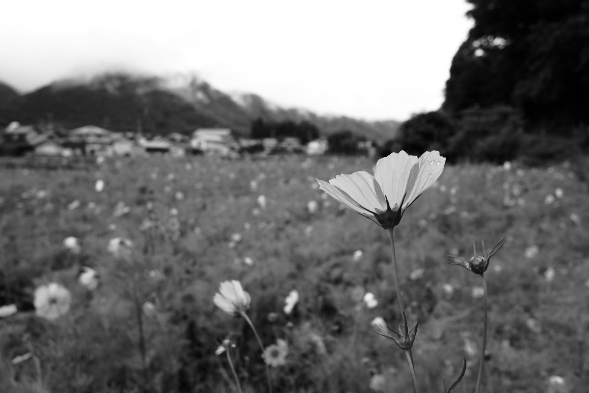 koushuzin_zura's tweet photo. おはようございます。
雨がやんでいたので近日を散歩に。
途中雨に降られました。
FUJIFILM xf10
#ファインダー越しの私の世界 #写真好きな人と繋がりたい #キリトリノセカイ #photography #散歩写真 #FUJIFILM #xf10 https://t.co/uBpBHPsCjb