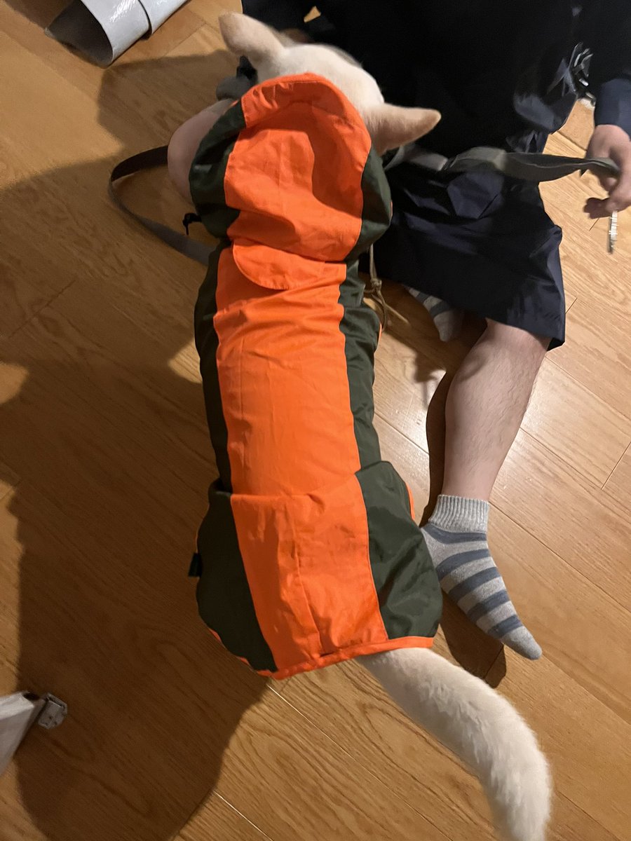 ocerodog's tweet photo. かっぱ隊 https://t.co/W4wYkZ63CS