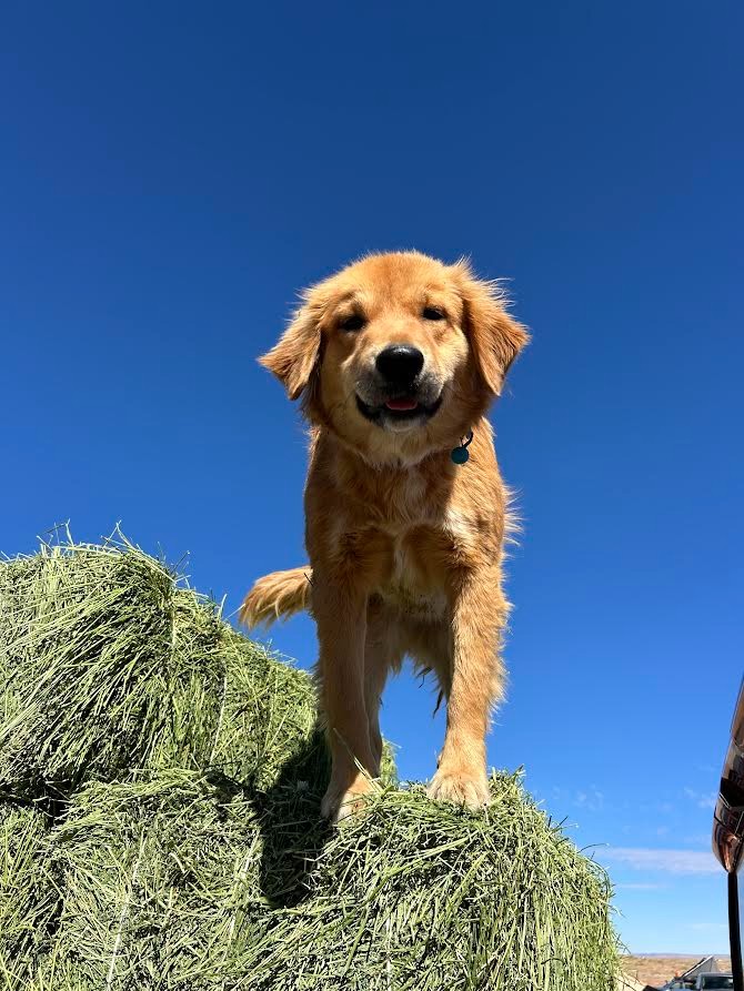 SPCAINT's tweet photo. We’re proud to welcome our new partner, Rez Vet! Through our grant, #RezVet will expand #SpayNeuter services and continue providing mobile veterinary clinics to underserved Native American communities across the Navajo Nation.
#SPCA https://t.co/07jjfyCwTi